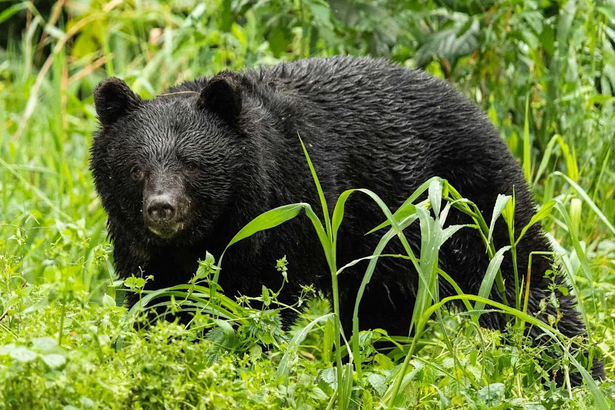 Two Bodies Recovered in Suspected Bear Attacks as Encounters Rise in Northern Japan