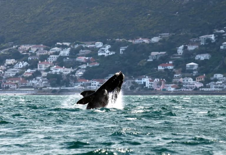 Middle East Conflicts Drive Ships Into South African Whale Habitats, Raising Collision Risk