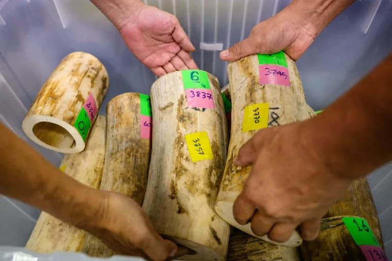 Thailand Makes Largest Ivory Seizure In A Decade — Nine Arrested Over 250 kg Haul