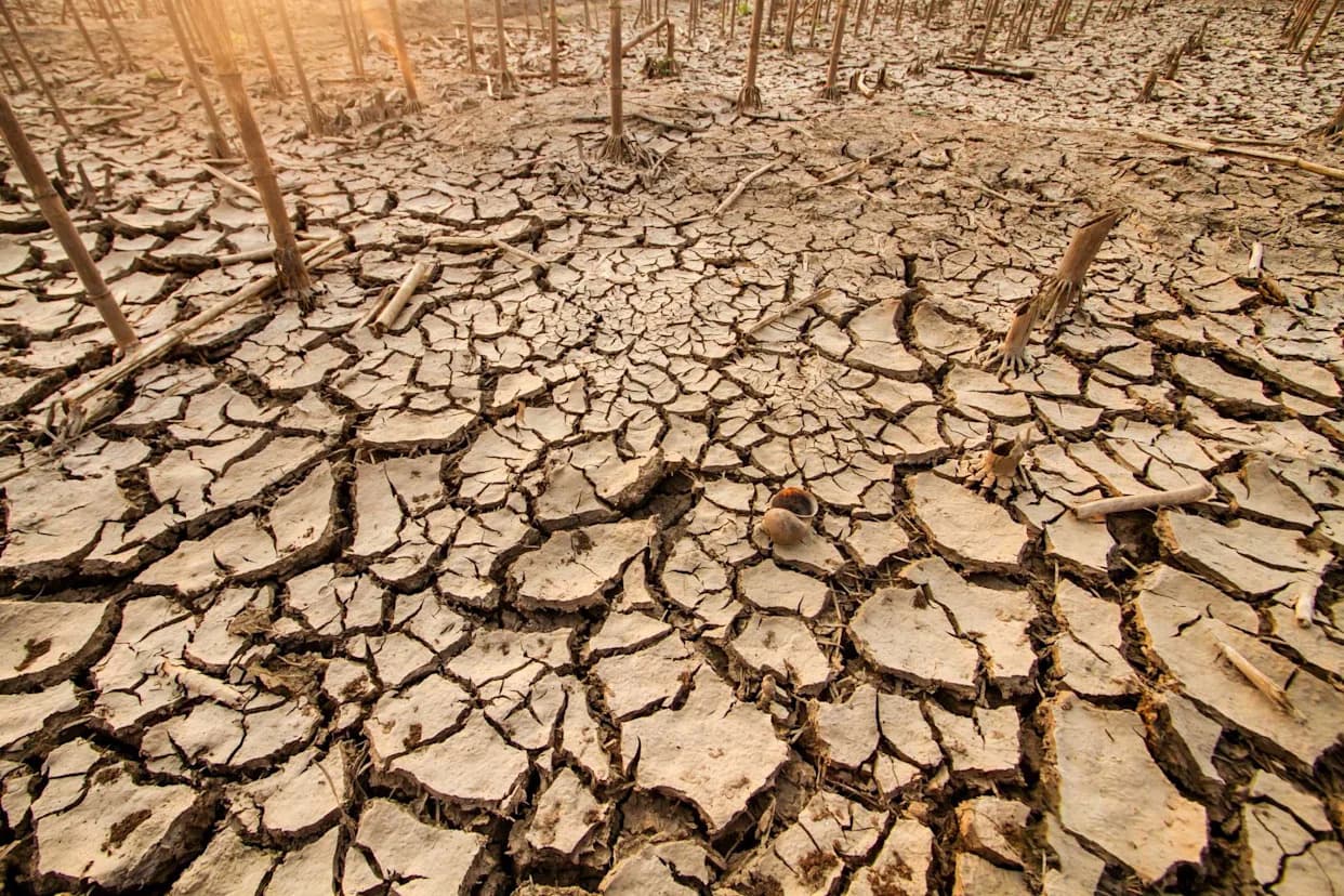 Extreme Heat Is Pushing the Global Food Supply Toward the Brink, UN Agencies Warn