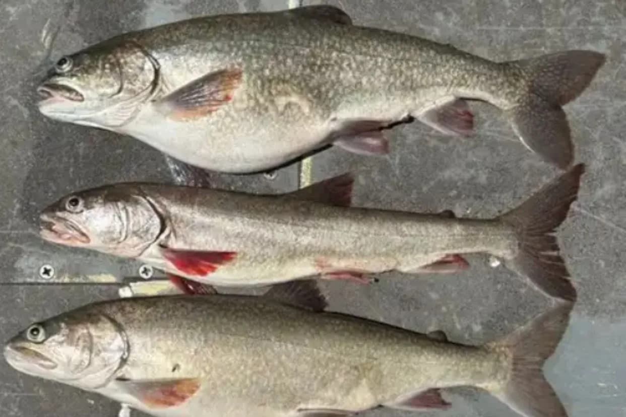 Researchers Find Emaciated 'Zombie' Lake Trout Deep in Lake Superior — Scientists Race to Identify Cause