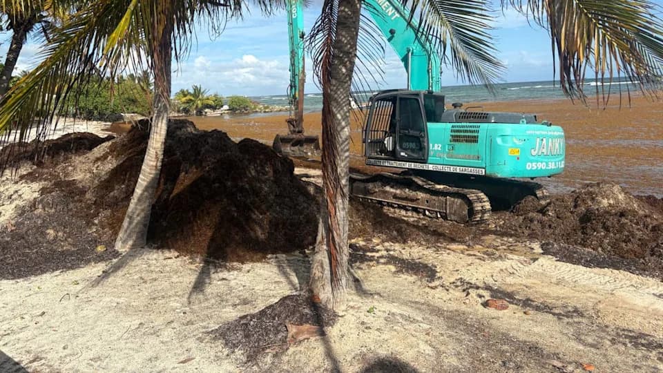 Where the Caribbean’s Sargassum Is Really Coming From — And Why the Invasion Keeps Growing