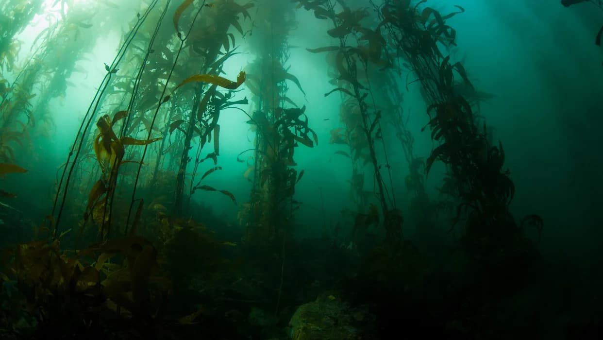 Epic Underwater Survey Launched to Map and Protect Patagonia’s Giant Kelp Forests