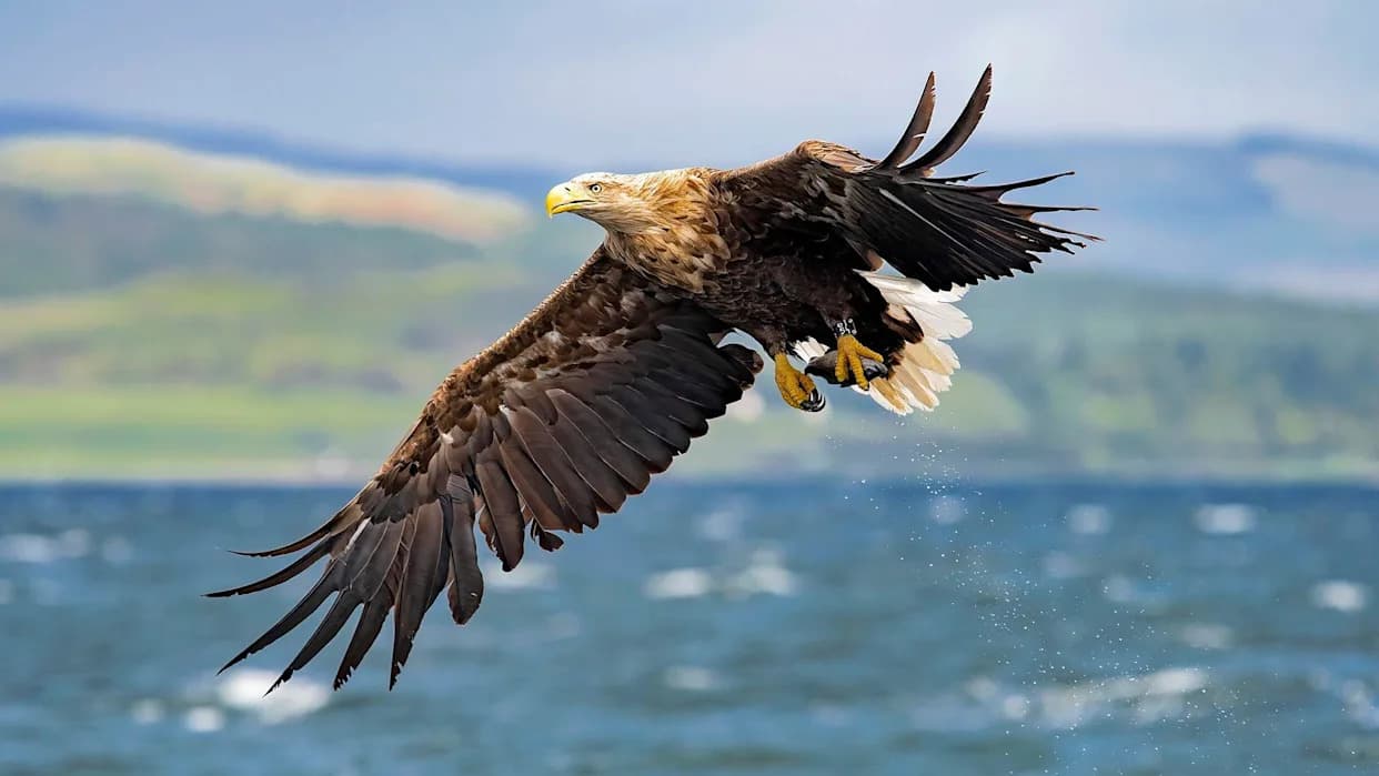 White-tailed Eagles To Be Released On Exmoor Despite Farmers' Warnings