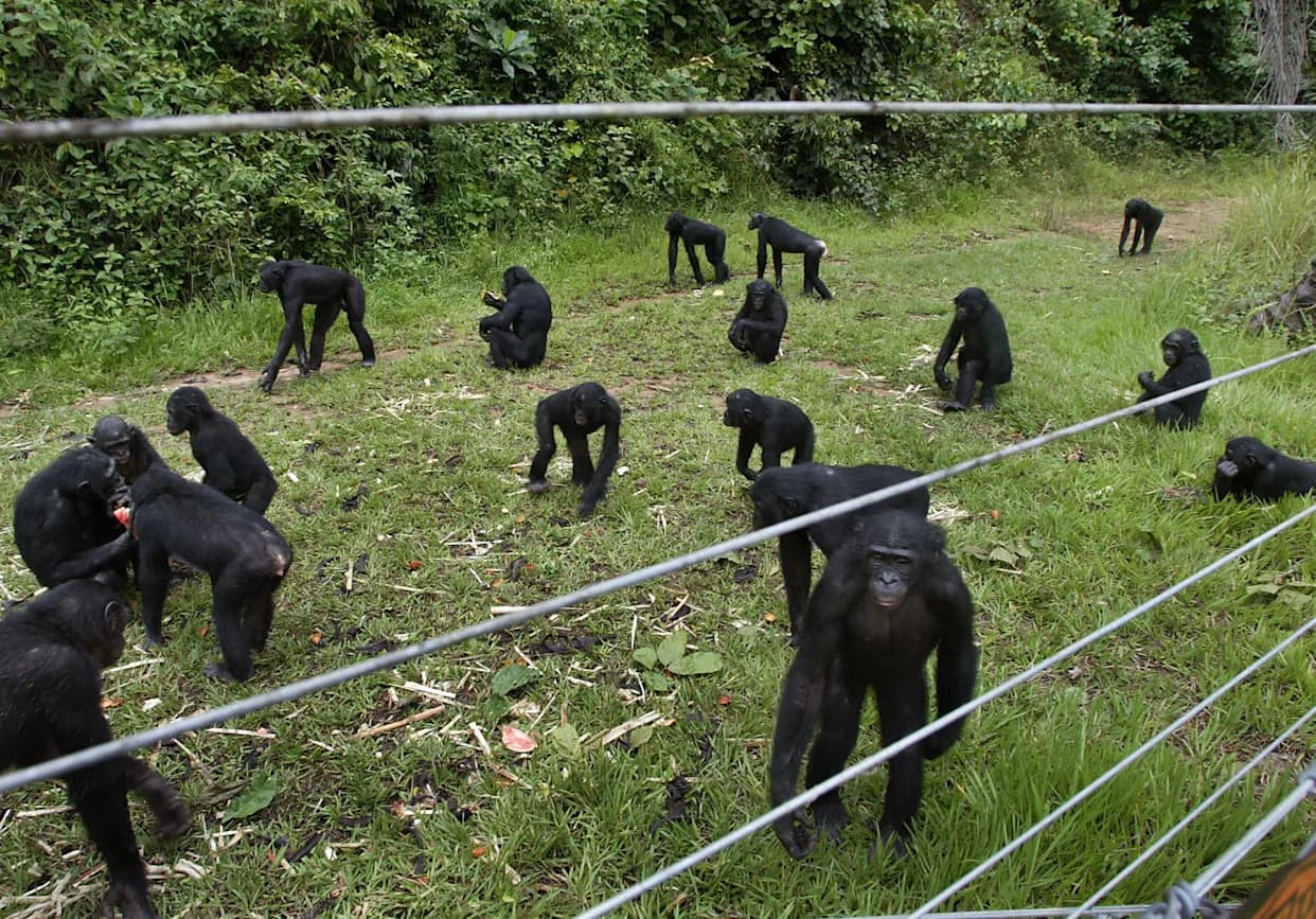 Inside Lola ya Bonobo: Kinshasa’s Unique Sanctuary Saving Orphaned Bonobos From Poachers