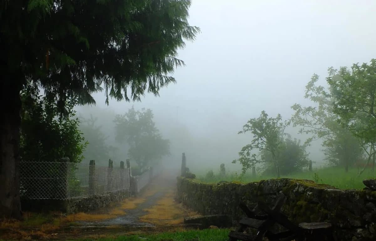 Scientists: Fog Acts As A Nighttime Air Purifier — Bacteria Break Down Formaldehyde Up To 200× Faster