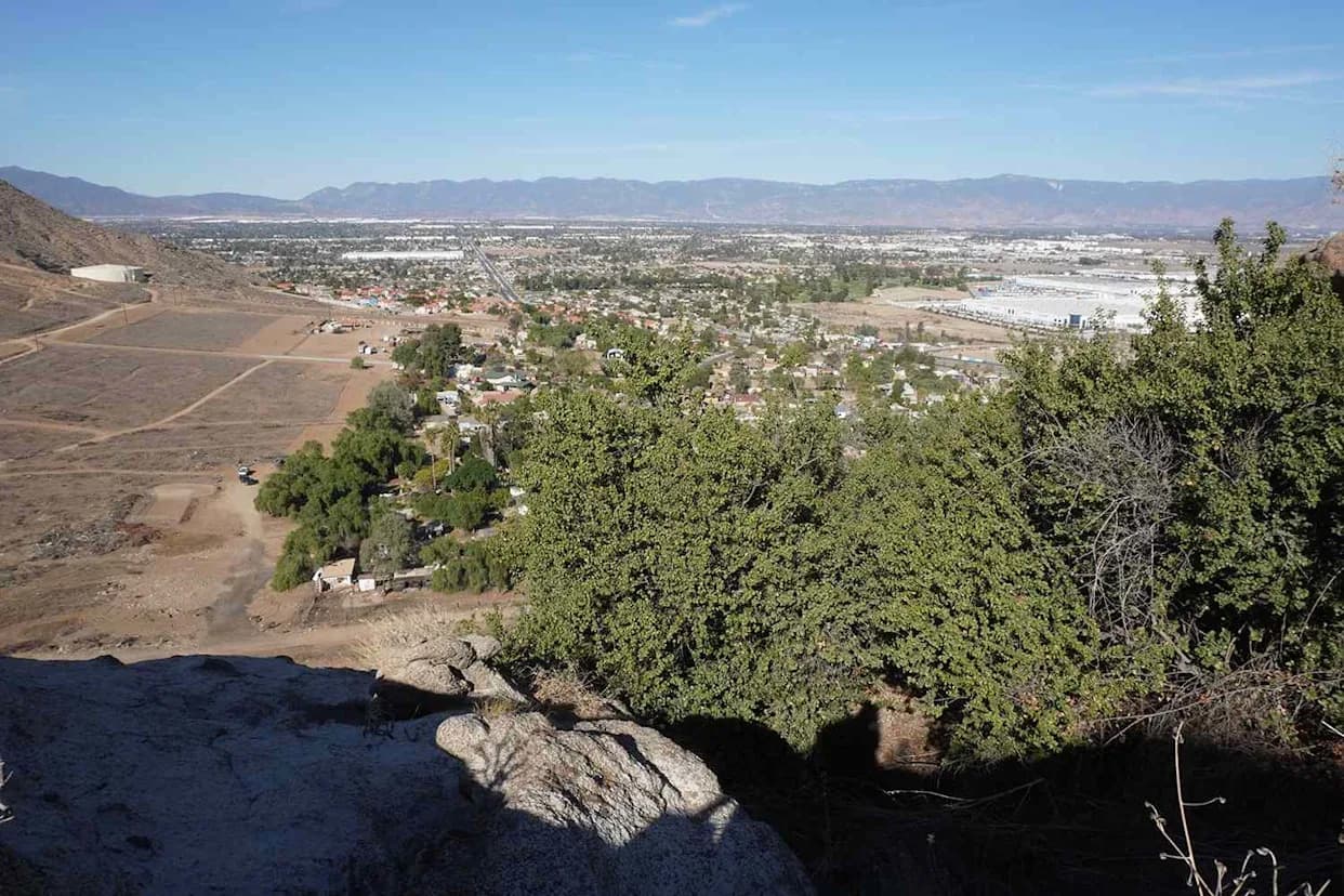 World’s Oldest Oak Secured: Jurupa Oak Protected From Nearby Rio Vista Development