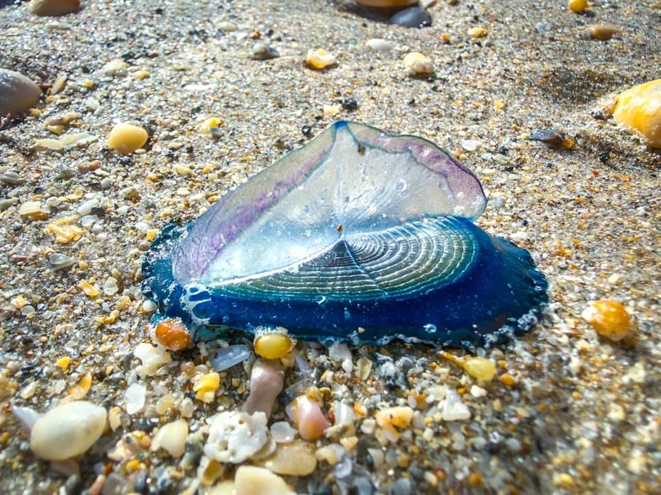 Electric-Blue Invasion: Why 'By‑the‑Wind Sailors' Are Carpetting West Coast Beaches