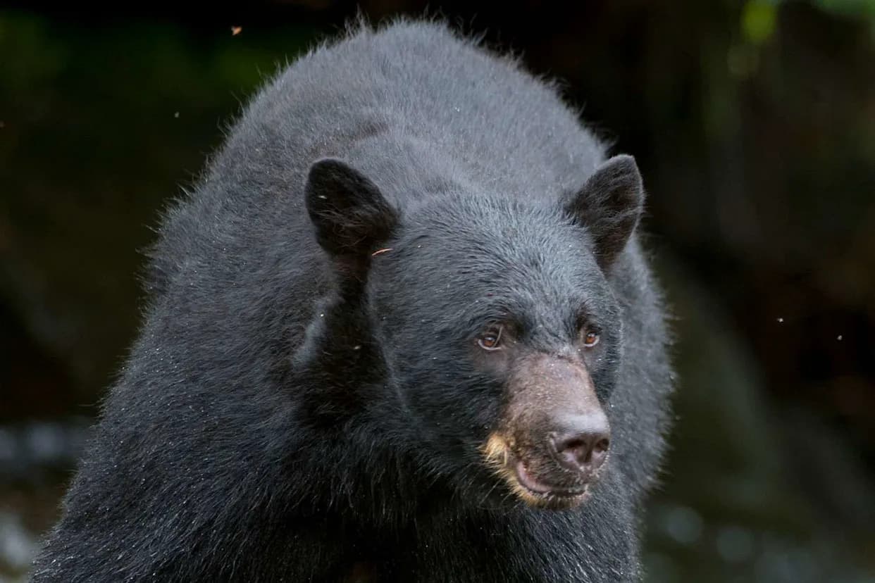 Great Smoky Mountains Closes Trails After Multiple Aggressive Bear Encounters — Ramsey Cascades Remains Closed