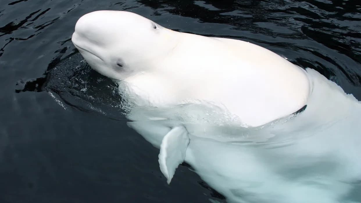 Decoded Beluga Calls Reveal Shipping Noise May Sever Mother–Calf Contact in Cook Inlet