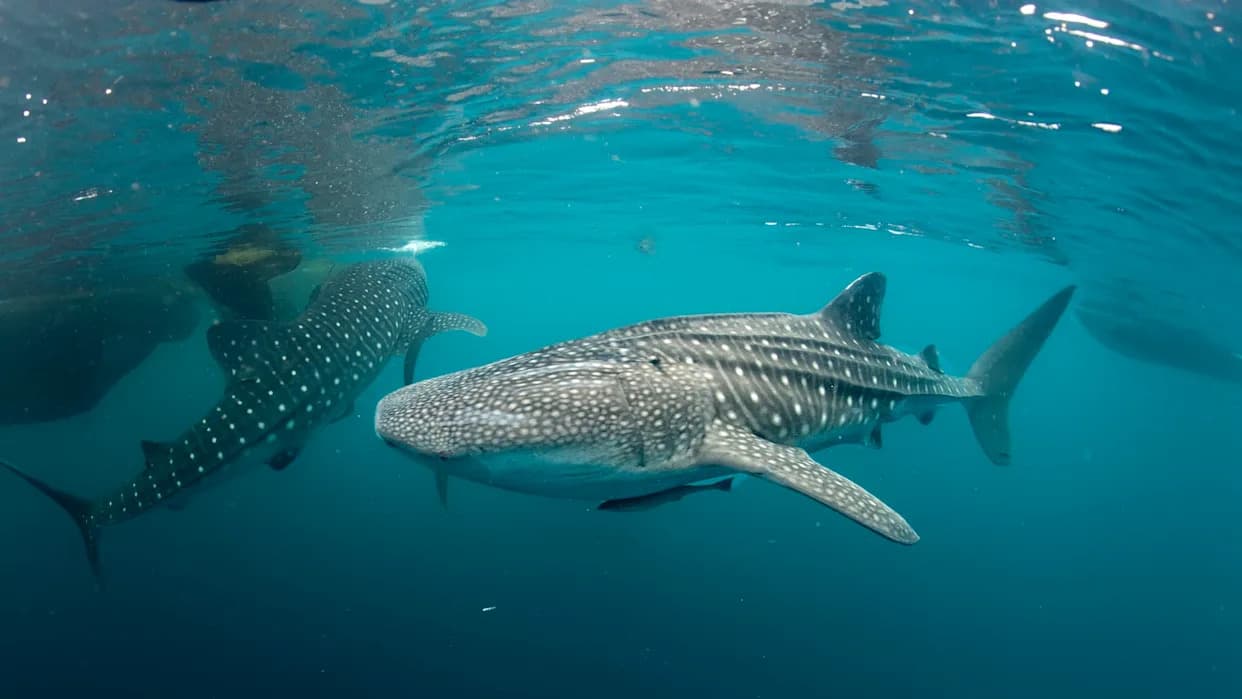 “A Good Omen”: 10 Years of Whale Shark Tracking Reveals Migration Routes and Spurs Saleh Bay Marine Reserve