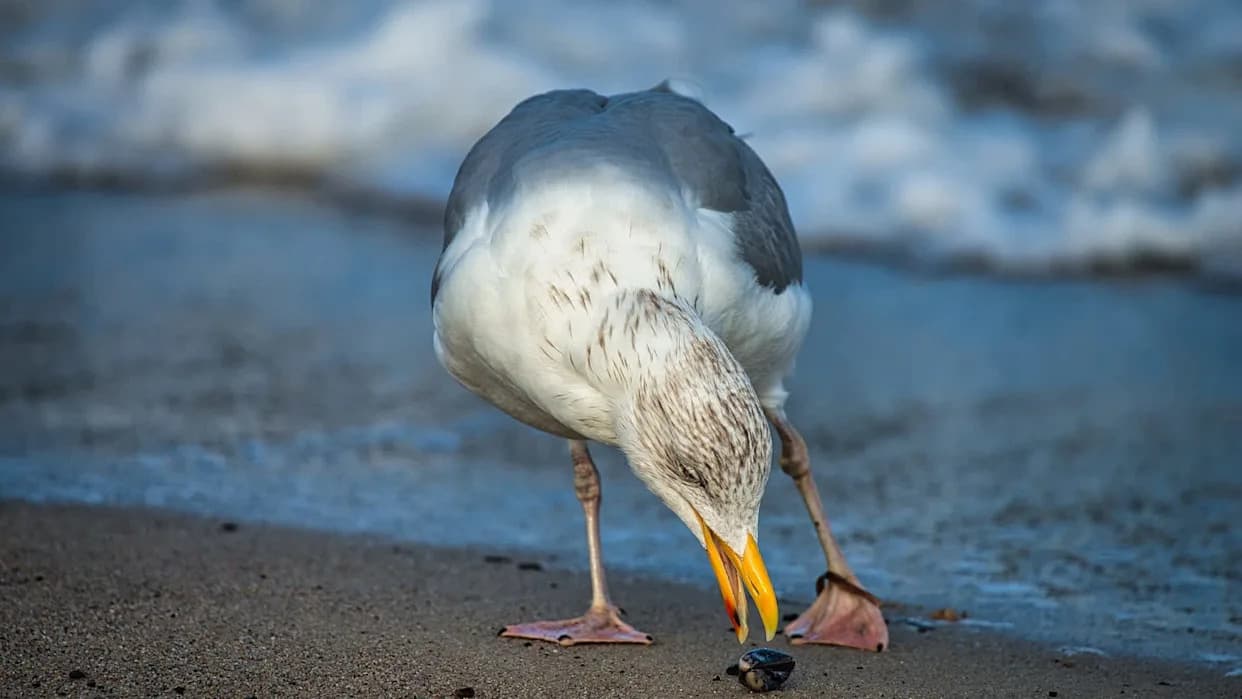 Dead and Dying Seabirds Wash Ashore in Southern California as Warm Oceans Push Fish Out of Reach