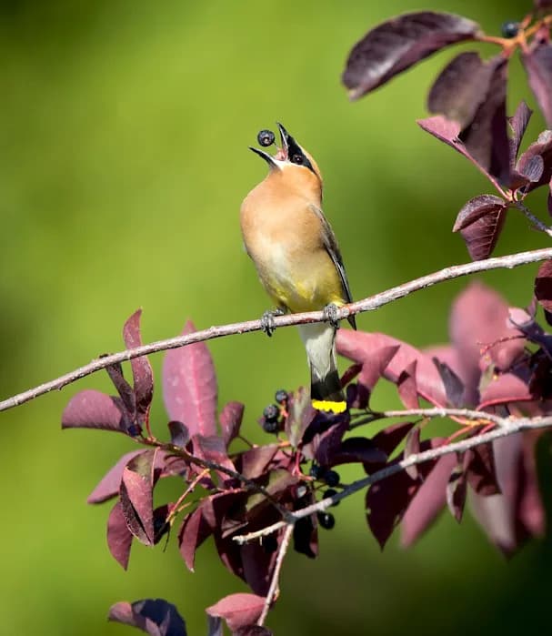 Why Wild Animals Sometimes Get ‘Drunk’ on Nature — From Deer to Elephants