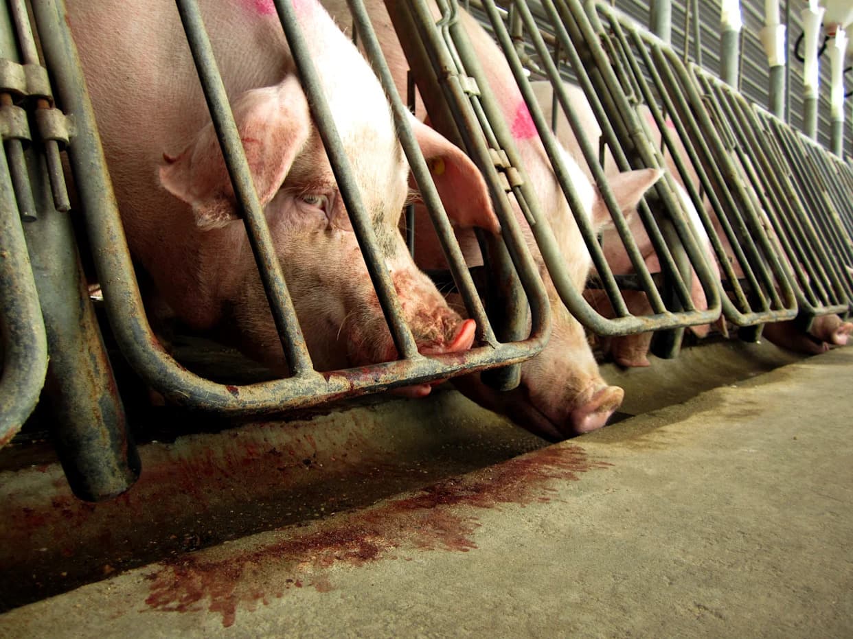 Congress Could Overturn Voter-Backed Bans On Pig Gestation Crates — What’s at Stake
