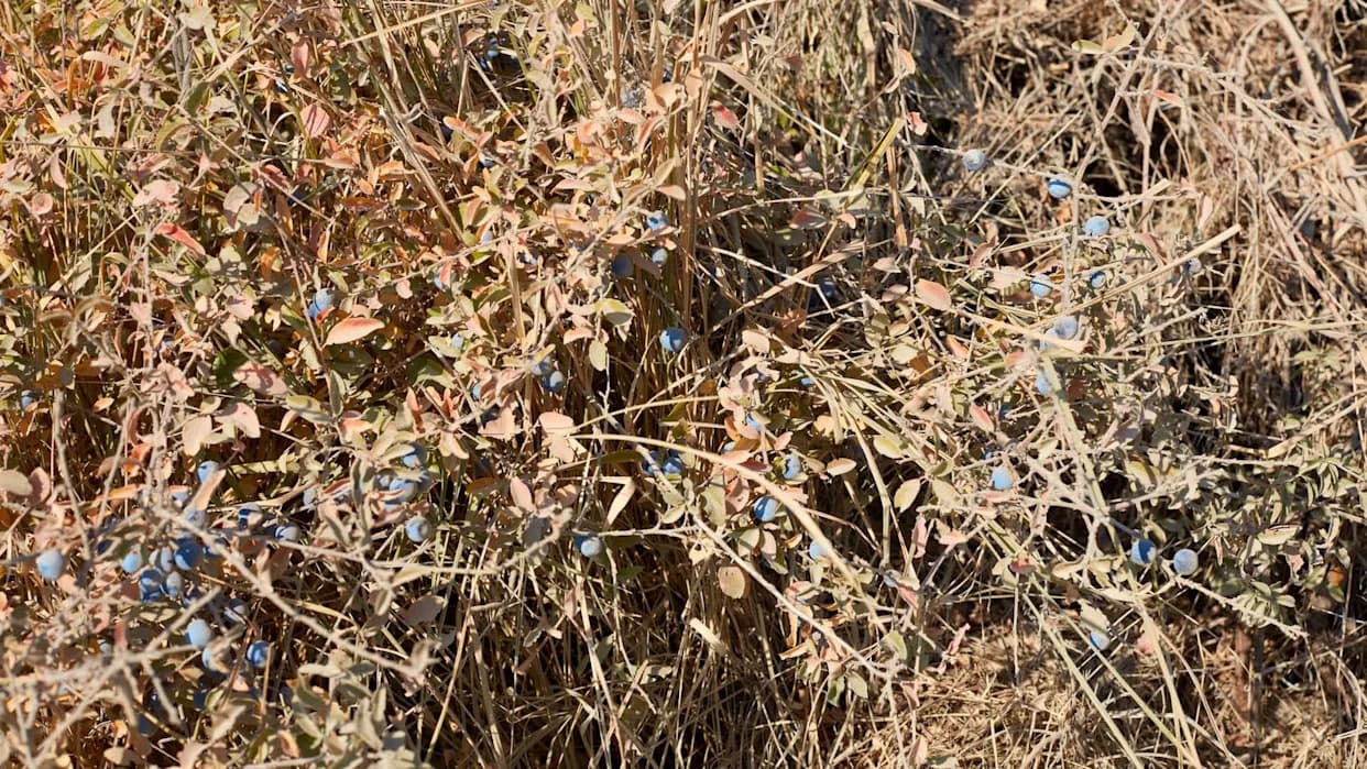 'They Will Shrivel and Drop': Climate Whiplash Devastates Maine's Wild Blueberry Farms