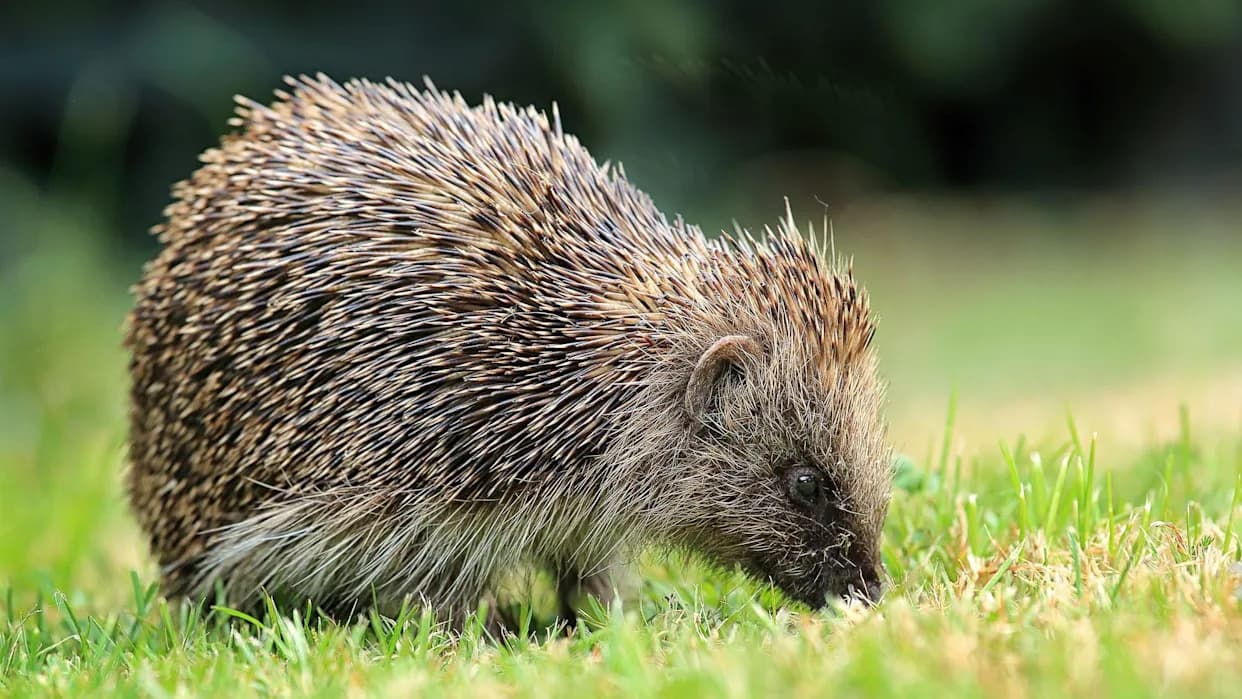 Satellites and AI Map UK Hedgehog Habitats to Help Reverse Dramatic Decline