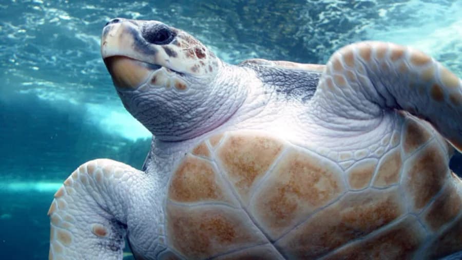 Pacific Heatwave Forces Legal Duty To Protect Endangered Loggerhead Turtles Off California