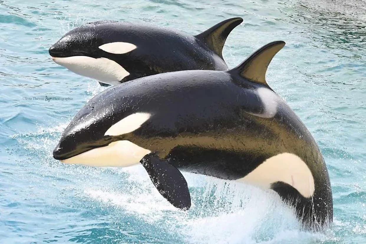 France to Move Orcas Wikie (23) and Son Keijo (11) to Spain’s Loro Parque; Sanctuary Group Decries Decision