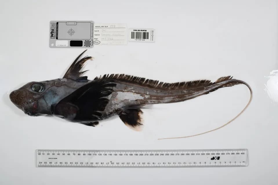 1,121 New Deep‑Sea Species Revealed by Ocean Census — What It Means for Conservation and Deep‑Sea Mining