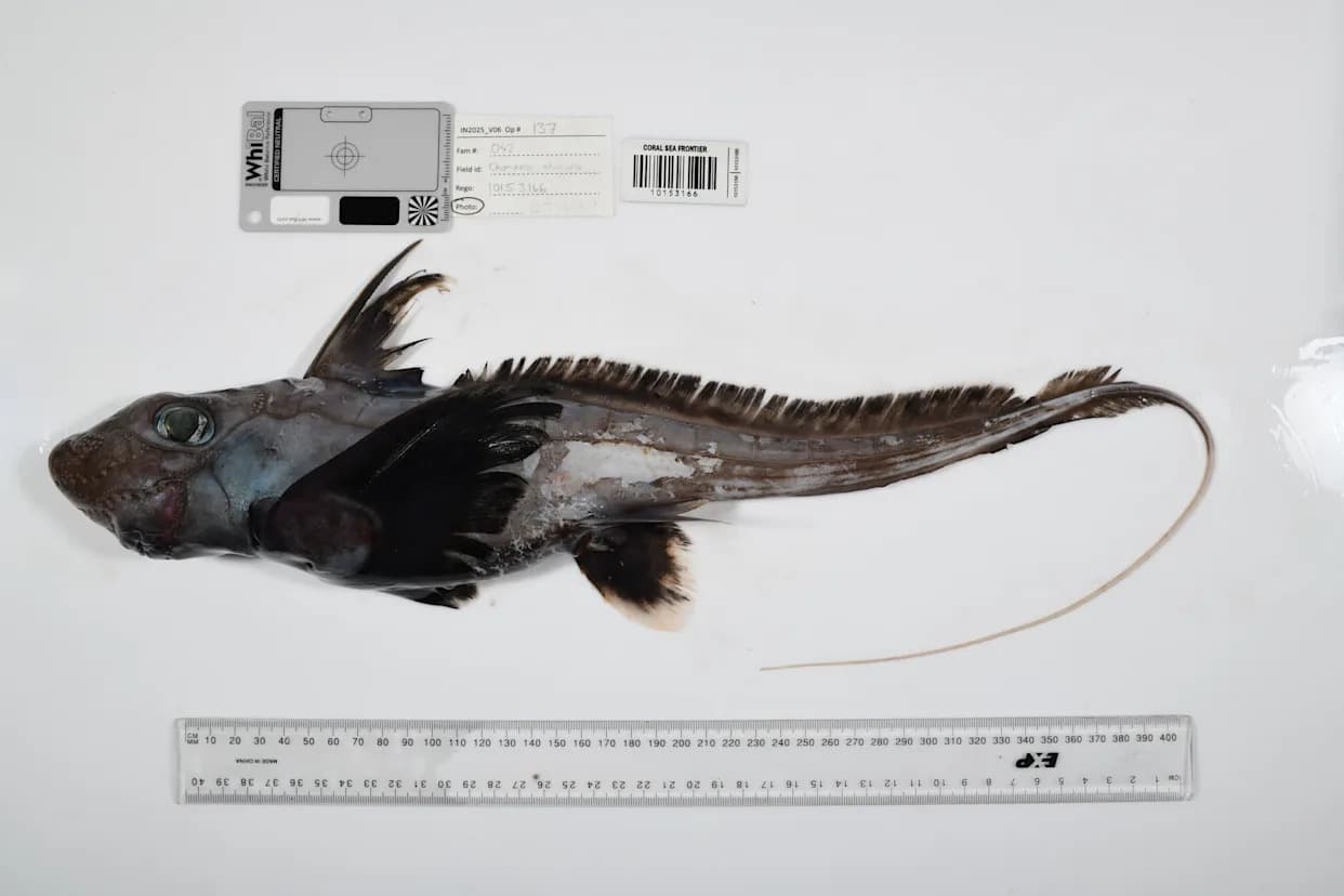 1,121 Candidate Ocean Species Recorded — Strange New Deep‑Sea Creatures Revealed