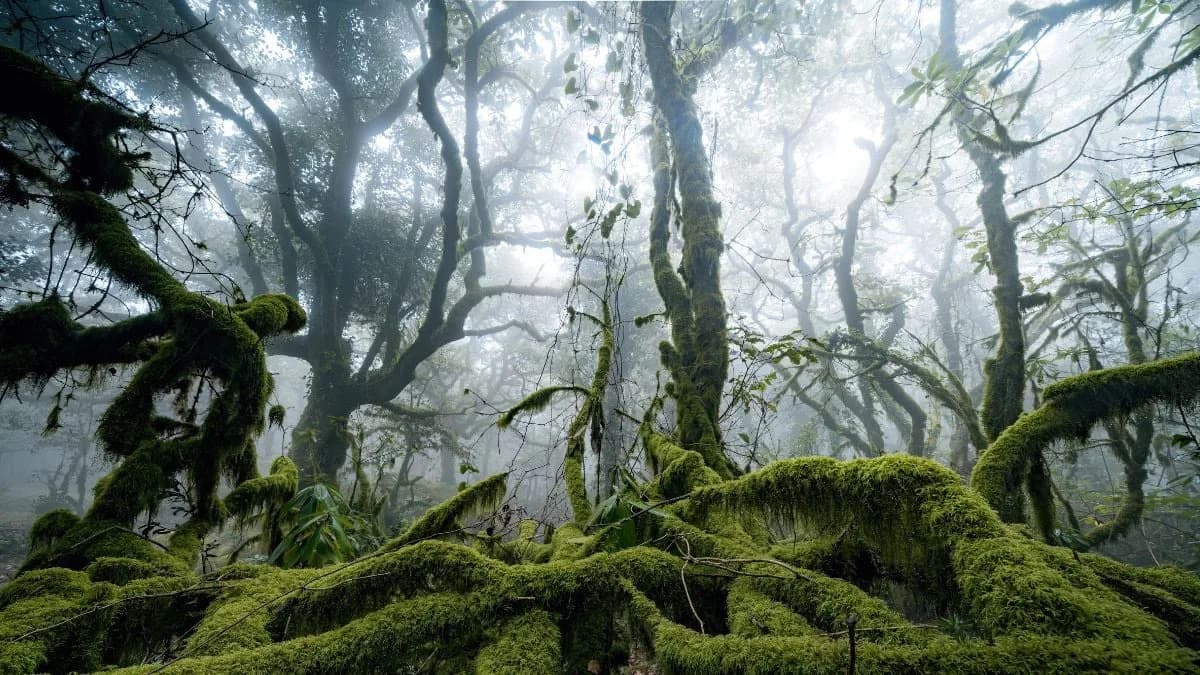 Fog Teems With Living Bacteria — And They Might Help Clean The Air