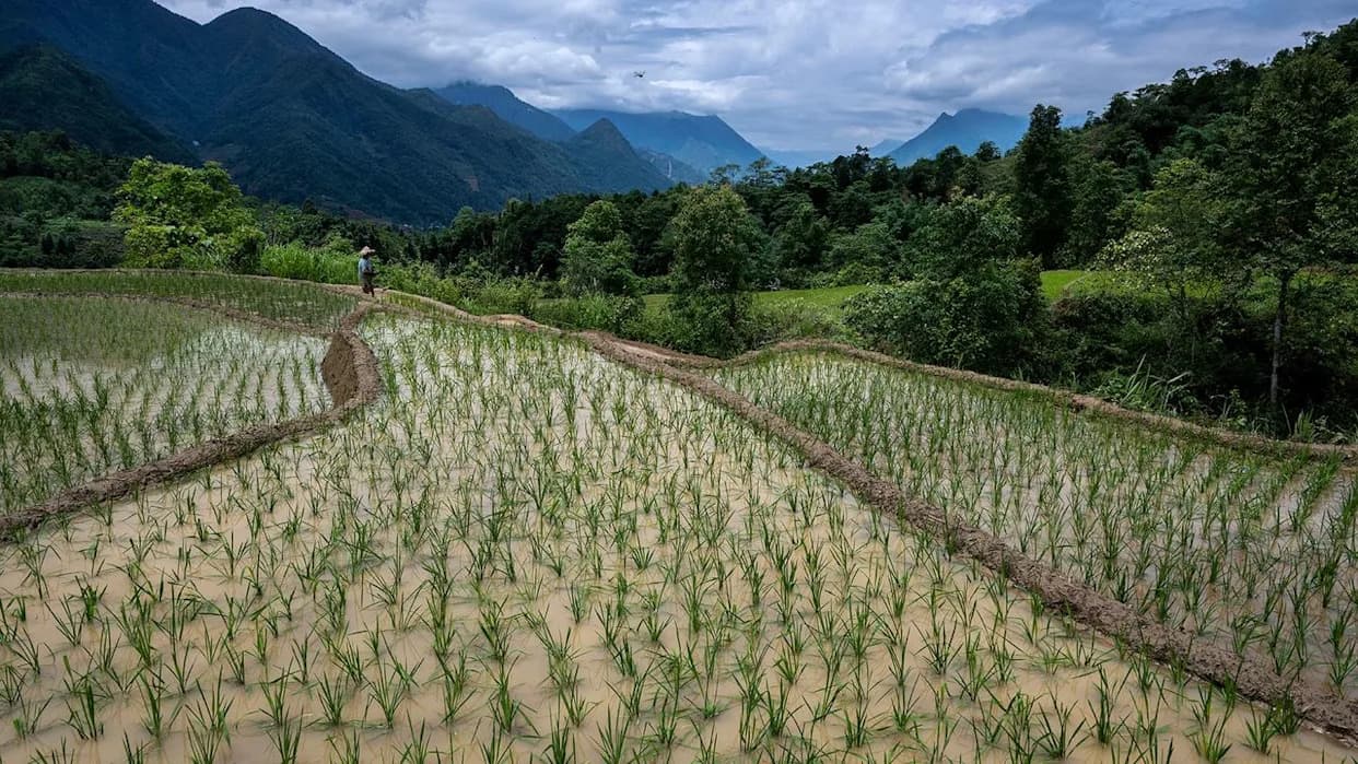 Global Warming Is Outpacing Rice Evolution 5,000-Fold — A staple Crop Faces a Thermal Limit