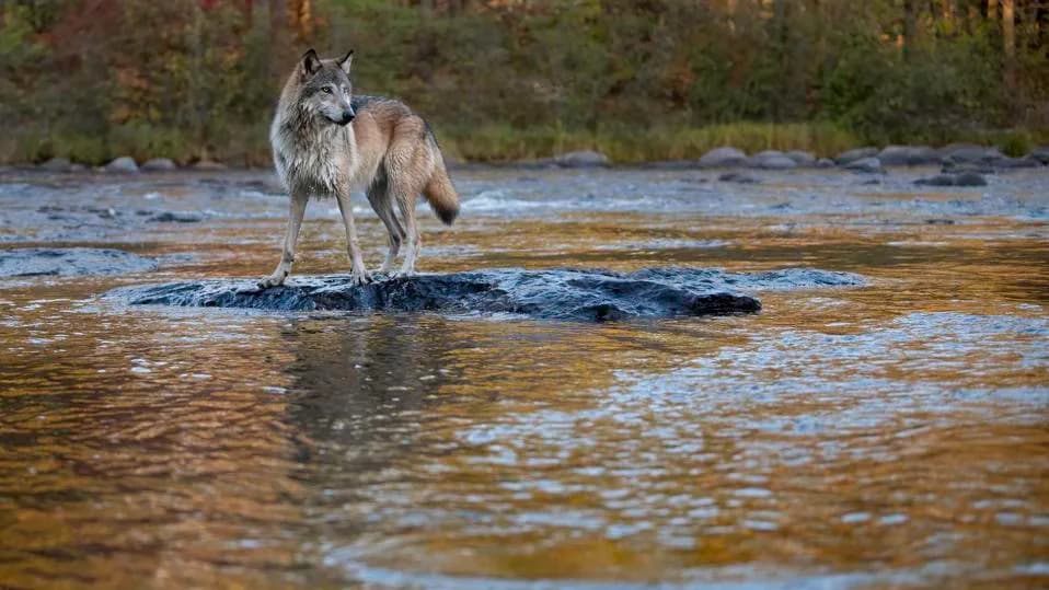 How Wolves Reshaped Yellowstone’s Rivers: The Science Behind a Trophic Cascade