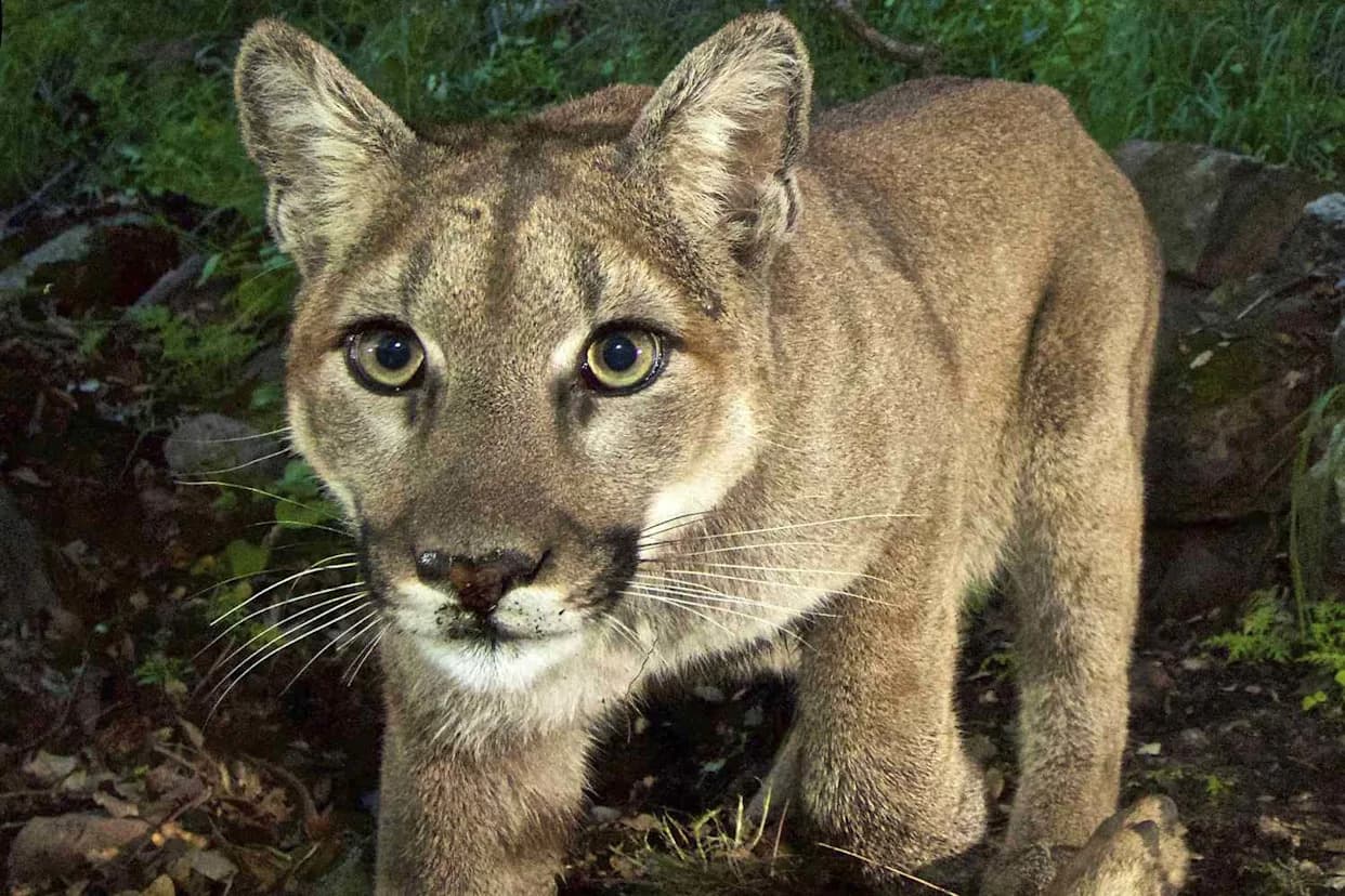 California Community Declares Mountain Lions an "Imminent Threat" After Surge in Near-Home Sightings