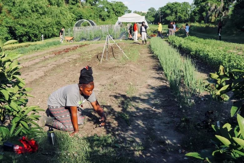 Hidden Climate Threat: How Rising CO2 Is Making Staple Foods Less Nutritious for Black Communities