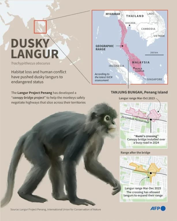 Sky Bridges and Citizen Scientists: How Penang Is Saving Endangered Dusky Langurs