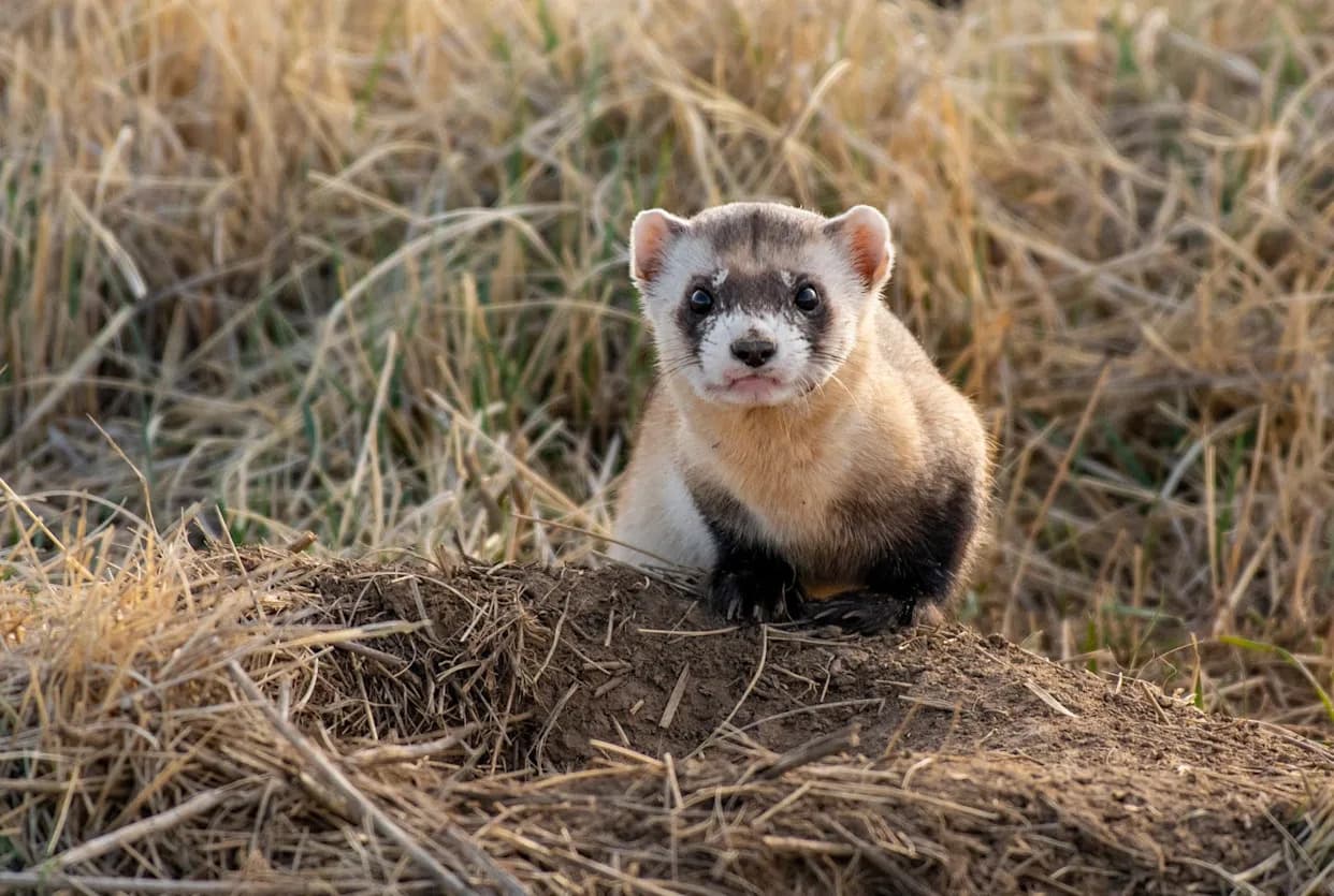 Decades-Old Cells Produce New Ferrets: How a 1988 Donor Sparked a Cloned Lineage