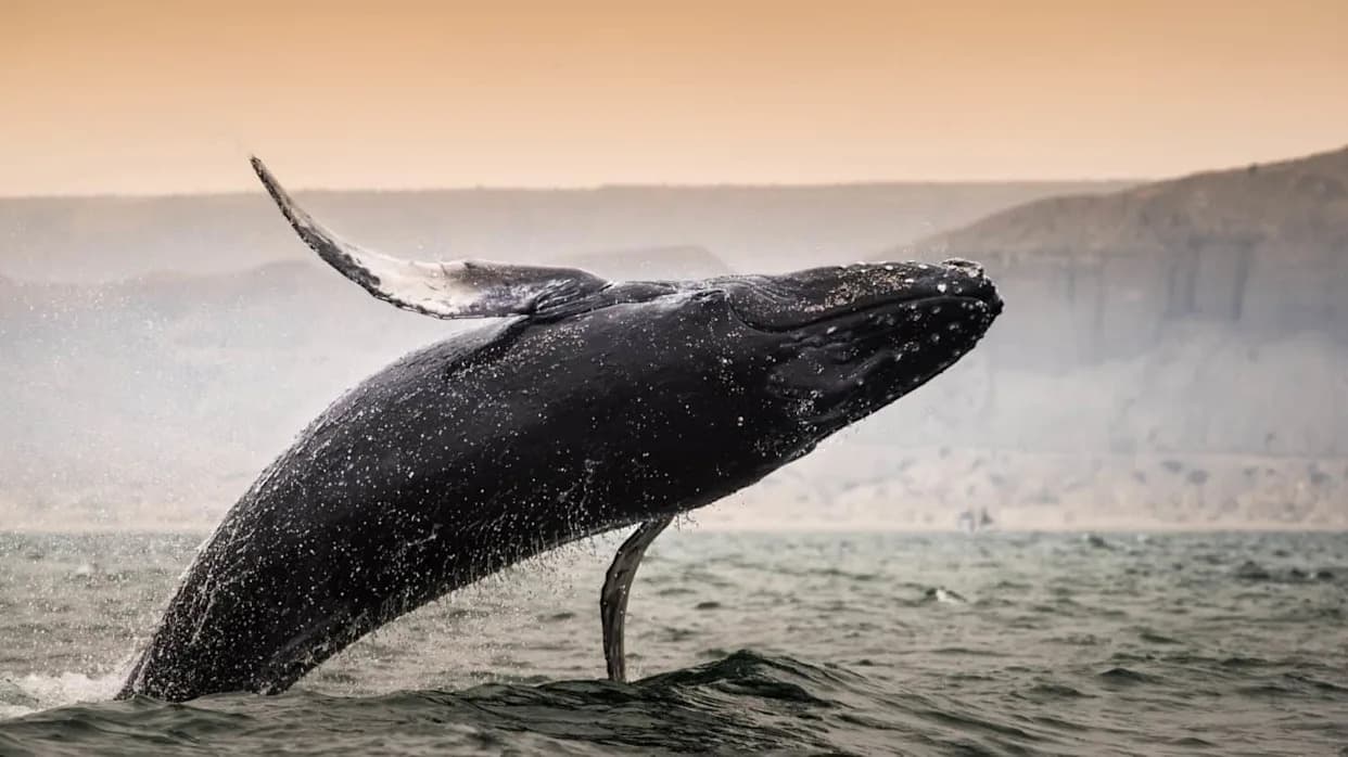 How Two Maverick Humpbacks Rewrote What Scientists Thought About Whale Migration