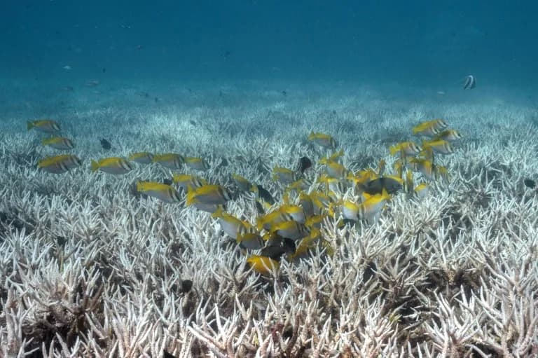 Scientists Warn Strong El Niño This Year Could Devastate Already-Bleached Coral Reefs