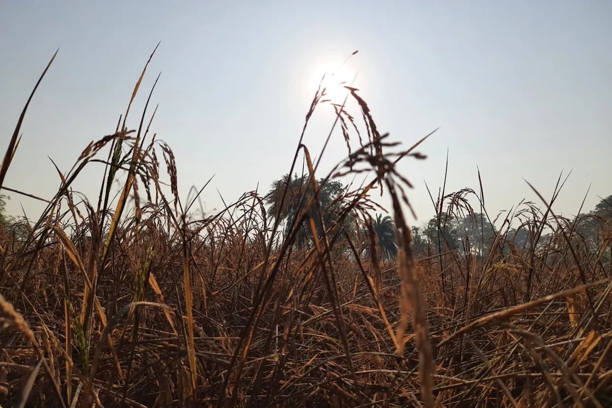 Study: Warming Is Outpacing Rice’s Evolution — About 5,000 Times Faster