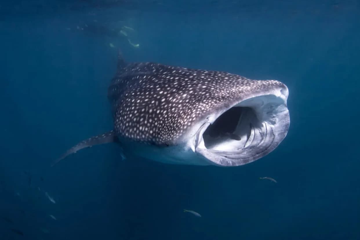 Study Shows Whale Shark Migration Varies by Age and Sex; Key Indonesian Hotspots Identified