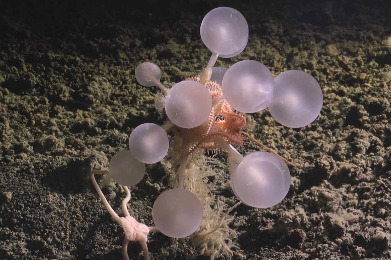 Over 1,100 New Deep-Sea Species Discovered — From 'Ghost Sharks' to a Carnivorous 'Death Ball' Sponge