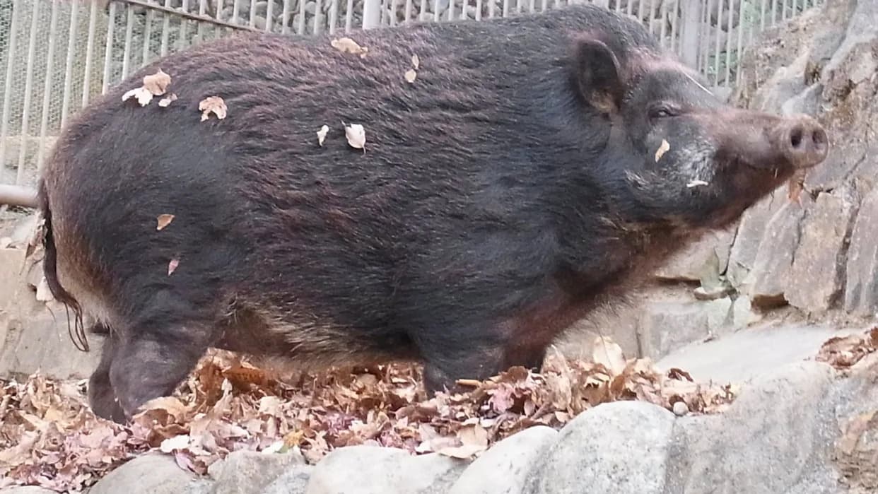 Fukushima’s 'Mutant Super Pigs' Aren’t Mutants — They’re Rapidly Breeding Hybrids