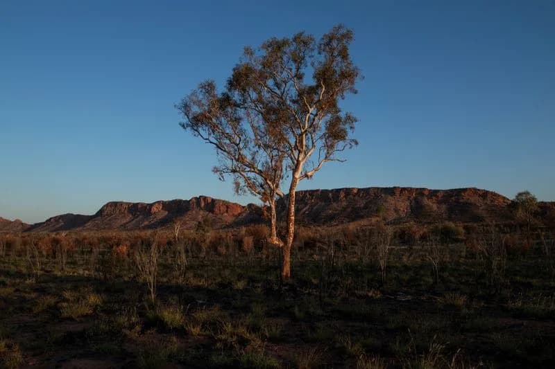 Climate Change Could Erase Habitats For Thousands Of Plant Species By 2100, Study Warns