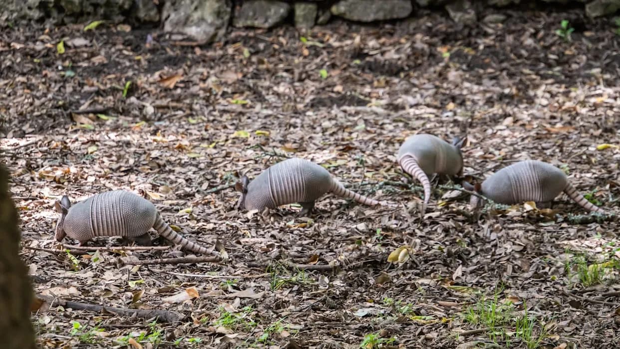 Armadillos Are Marching Toward Chicago — Warming Winters and a 2021 eDNA Trace Signal Their Advance