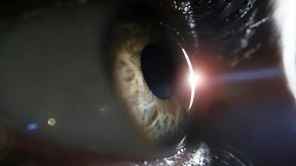 Why Humans Can’t See Ultraviolet Light — The Evolutionary Trade-Off Behind Our Filtered Vision