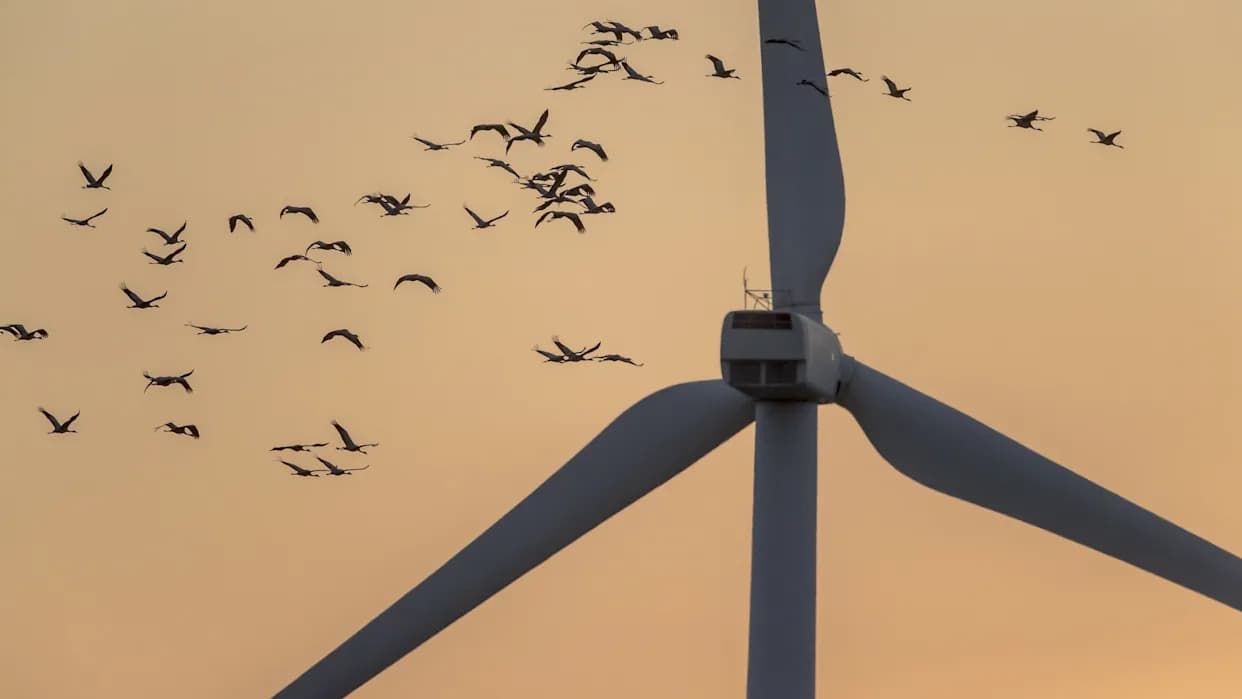 Snake‑Like Paint Could Cut Bird Collisions With Wind Turbines, Study Finds