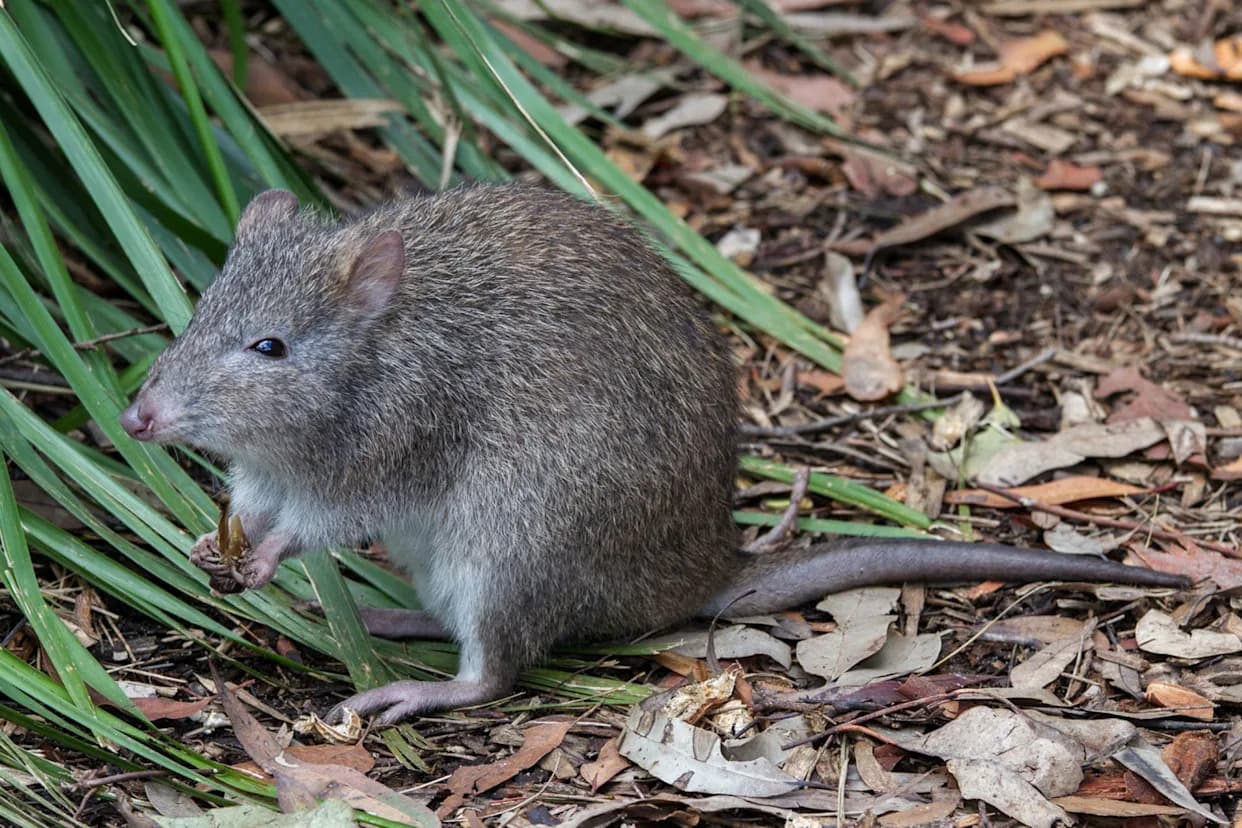 Scientists Use Scat DNA to Find Safe New Homes for the World's Rarest Marsupial