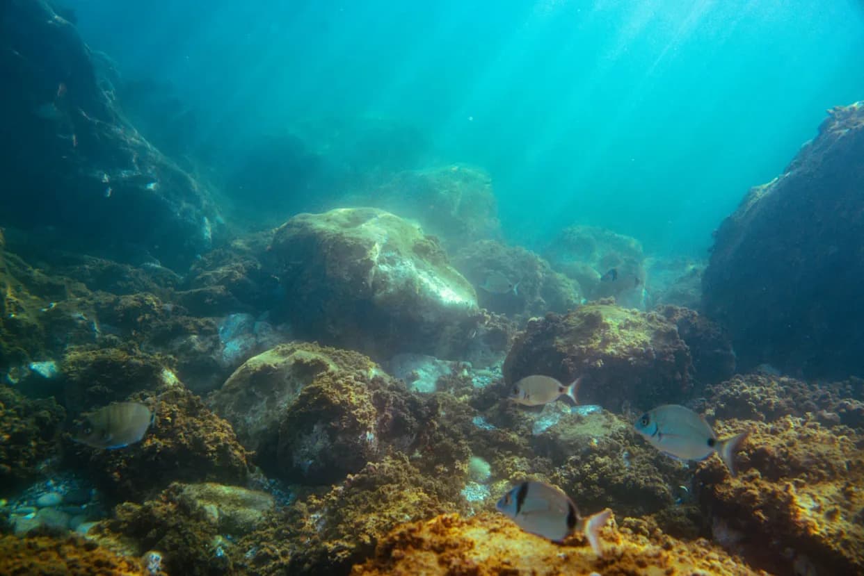 Camera Lowered 260 Metres into Remote Greenland Fjord Reveals Surprising Deep-Sea Life