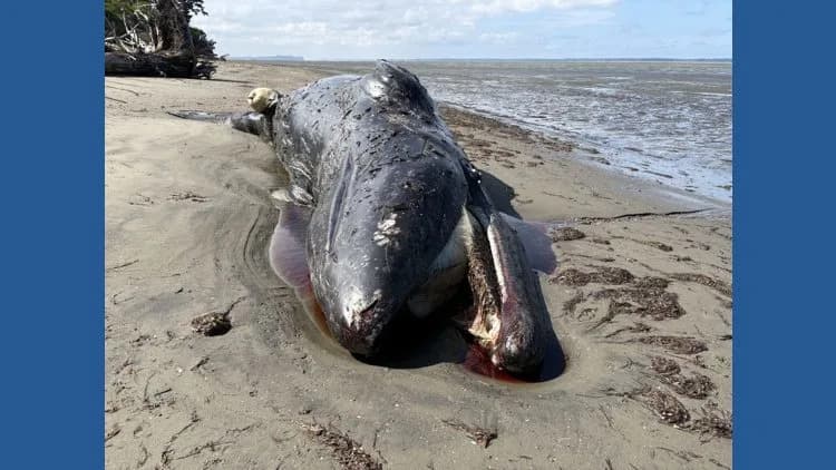 22 Gray Whales Found Dead in Washington This Year — Scientists Warn Arctic Food Loss Is Driving Strandings
