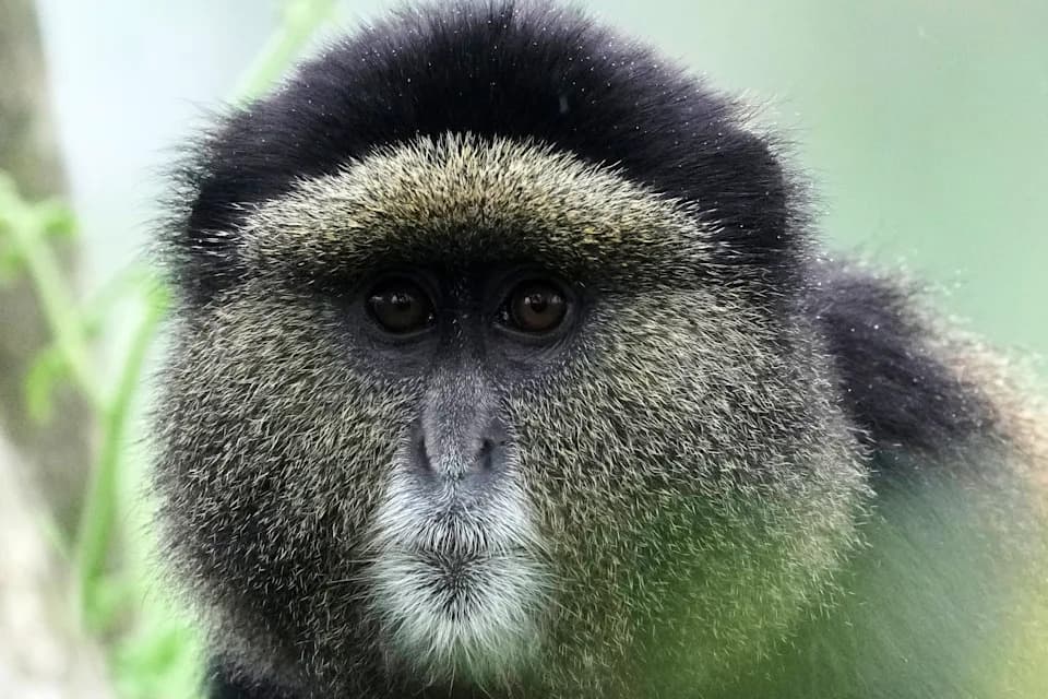 How eDNA Sampling in Rwanda’s Volcanoes Park Could Revolutionize Conservation