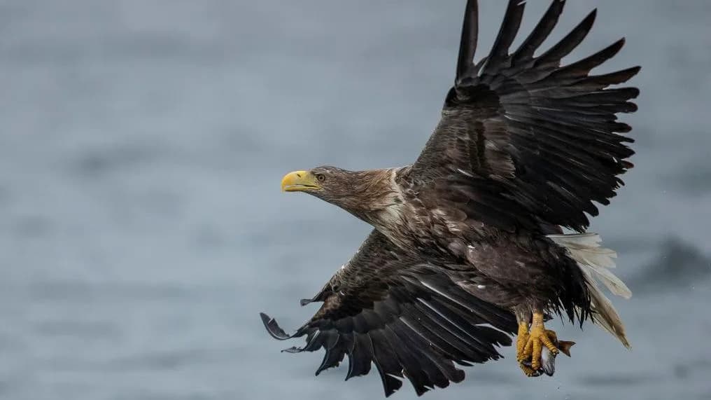 RSPB: 921 Confirmed Attacks On Britain's Birds Of Prey (2015–2024) — Charity Calls For Licensing Of Game Shooting