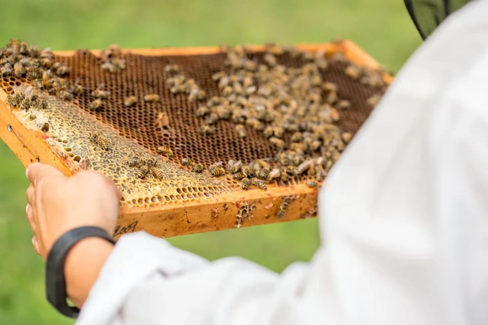 Closing the Beltsville Bee Lab Threatens U.S. Food Security — Scientists Warn of Higher Costs and Slower Responses