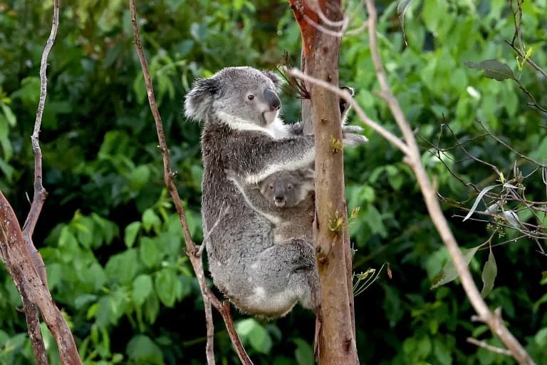 Moderate Heatwaves Threaten Koalas — Risk Rises Once Seven‑Day Maxes Hit 27°C