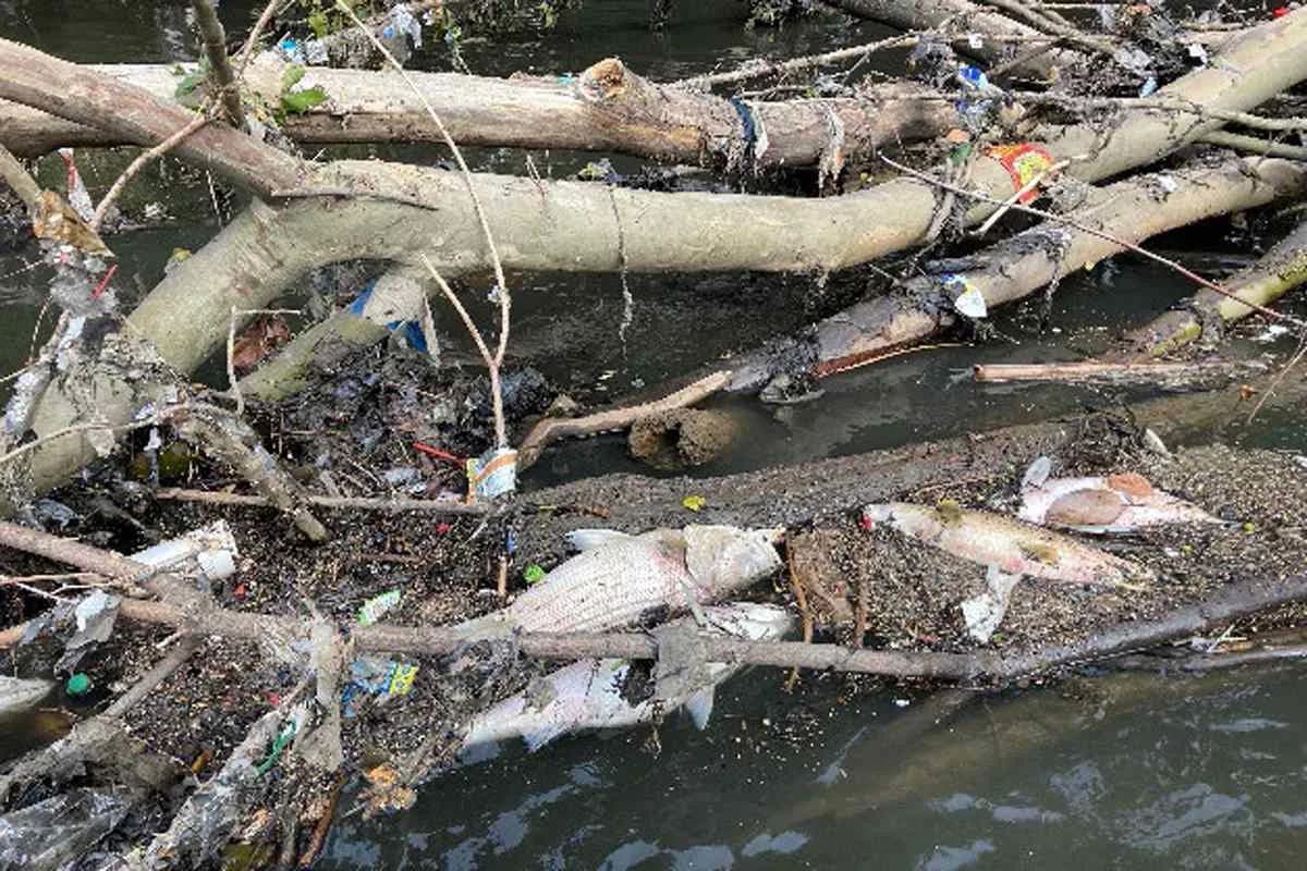 ‘Unprecedented’ Mass Fish Kill on Georgia’s Chattahoochee River Tied to Heavy Rain and Polluted Runoff