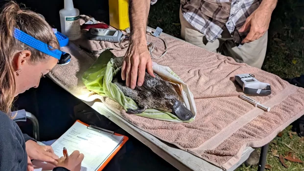 After 50 Years, At Least 20 Platypuses Return To Royal National Park Waterways